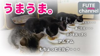 【生後36日目】子猫に離乳食を食べさせてみました。おお～い・・・残っているよ～【保護子猫】