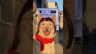 隔壁村翠花等你回家，死鬼快來親親我臉蛋#shorts #狗狗 #dog #dogs #animal