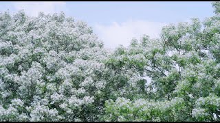 2021年三月下雪了《苦楝花堤岸》朴子溪苦楝花綠色隧道