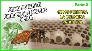 ✔️COMO PONER UN CRIADERO DE ABEJAS REINA 🔸Parte 2 | 👉 COMO PREPARAR LA COLMENA INICIADORA🐝