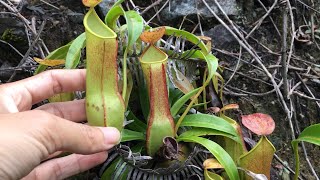 Berburu Tanaman Kantong Semar atau Tropical Pitcher Plant di Hutan Kalimantan atau Borneo Rainforest