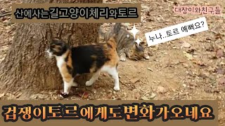 산에사는 길고양이 남매고양이 체리와토르.드디어 겁쟁이 동생 토르가 용기를내어 변화가 감지됩니다