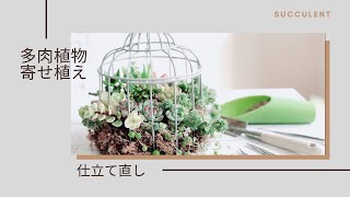 【多肉植物】多肉の寄せ植え仕立て直し‼️可愛く仕上げます❣️