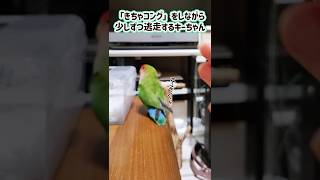 時には逃げたい『きちゃコング』#shorts #コザクラインコ#lovebirds