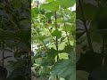 mulberry tree in tub মালবেরি গাছ টবে ।। mulberryfruit mulberrytree