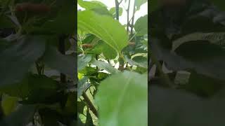 Mulberry tree in tub ||  মালবেরি গাছ টবে ।।#mulberryfruit #mulberrytree