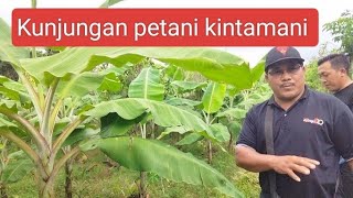 KEBUN PISANG AMBON WARANGAN MENDAPATKAN KUNJUNGAN PETANI KINTAMANI.