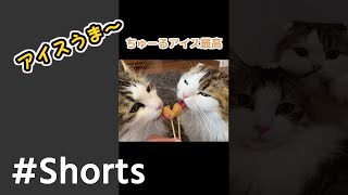 猫がちゅーるアイスを初めて食べるとこうなる #Shorts​ 【スコティッシュ＆ノルウェージャン】