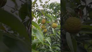 লিচু | Lychee #লিচু #lychee