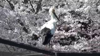 戻ってきた野田市生まれのコウノトリOriental White Stork（ひかる君）①花見かな ？