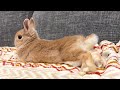 毎日の30秒ひなちゃん🐰✨【2024.11.08のひな】 うさぎ