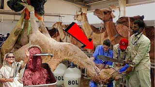 দেখুন ফ্যাক্টরিতে কিভাবে কাটা হয় উটের মাংস😭animal Meat Factory