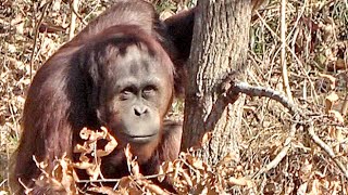 独り立ちをして4度目のスカイウォークで初めて飛び地まで行き木に登ったアピ・オランウータン　2025/02/11