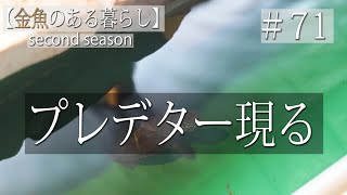 【金魚のある暮らし】その71 亀と金魚と水槽のある日常～コラボ始めました～