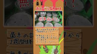 カワラ菌糸ブロックの詰め替え！　結果#shorts #カブクワ #カブトムシ #クワガタ