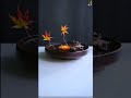 楓葉 跟倪誌翔老師學插花ni zhixiang 77 maple leaf flower arrangement