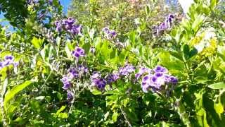 Duranta erecta blue - purple flowers Geisha Girl goldy green   HD 04