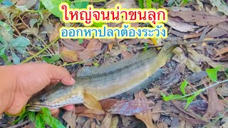 เจอแบบนี้ต้องระวัง แต่โบราณว่าจะหมานปลาใหญ่ | วิถีพื้นบ้าน เดลิเวอรี่