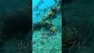 水中映像)ゴープロ沈めてディのメバルを観察