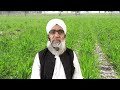 use of fertilizers at second irrigation in wheat crop crop reformer