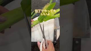 【農家直伝!!ヤングコーンの剥き方🌽】  基本編。調理方法によってヒゲ付きか、コーンだけかを選んでね🌽外に出てるヒゲはカットしました。 #おかず #野菜 #ヤングコーン #簡単レシピ #剥き方