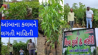 આંબાની કલમ રોપા વિશે વિસ્તૃત માહિતી મેળવી| HOW TO PLANT MANGO TREE |KESAR MANGO 🥭JAY KISHAN #kishan