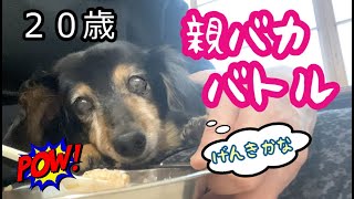 ももとの日々＃285 20歳2か月になったシニア犬、親バカ過ぎたおばさんたち