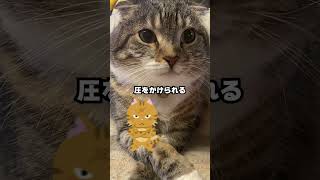 猫を飼ってる人にしか伝わらない動画 #猫