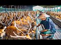 Deer Farm - Millions Deer Farming in China for Antlers, Meat - Deer Antlers Processing in Factory