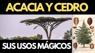 Propiedades mágicas y medicinales de la Acacia y el Cedro