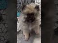 keeshond puppy argues👿 about high fives🙌 10 week old keeshond puppy ginga