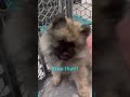 keeshond puppy argues👿 about high fives🙌 10 week old keeshond puppy ginga