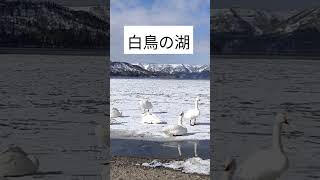 白鳥の湖 #屈斜路湖 #白鳥 #北海道