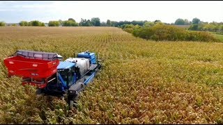 Soybean School: Fighting Canada Fleabane with cereal rye