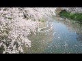 4k sakura vol1 japanese hirosaki park 4k 2160p slideshow