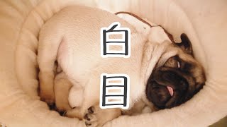 生後2ヵ月でおっさん化した赤ちゃんパグwww [퍼그pug子犬]