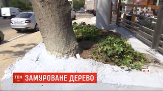 В Одесі будівельники замурували дерево, яке заважало будувати паркан