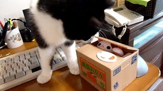 猫貯金箱～初めて見た子猫の知能はいかばかり？　Kitten Monaka Learns How To Play