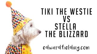 Tiki the Westie takes on \