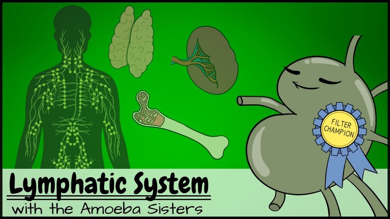 Lymphatic System The Body S Unsung Hero Revealed Transtutor Blog