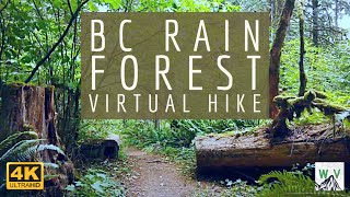 4K Virtual Hike - BC Rain Forest Walk Through A Lush Vibrant Forest