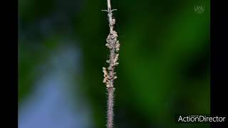 Owlfly larvae, Ascalaphidae