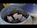 街頭現烤《烤雞特攻隊》︱roast chicken making process