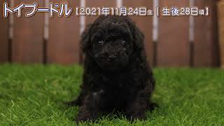 滋賀県｜トイプードル子犬｜2021.11.24生（生後28日目）②｜ブラック｜男の子｜ペットショップHUG