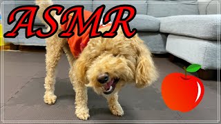 【トイプー】犬がりんごを食べる時のASMR