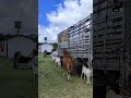 FEIRA DE CAVALO E ANIMAIS DE ABREU E LIMA-PE