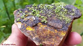 PIROMORFITA. (Pyromorphite)