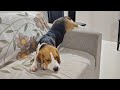 Cute Beagle Wants To Be Left Alone 😁