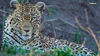 Hunting leopard \u0026 preening birds - SafariLIVE Sunrise - 25 January 2025