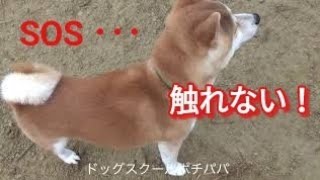 SOS 触れない柴犬連れて帰りました